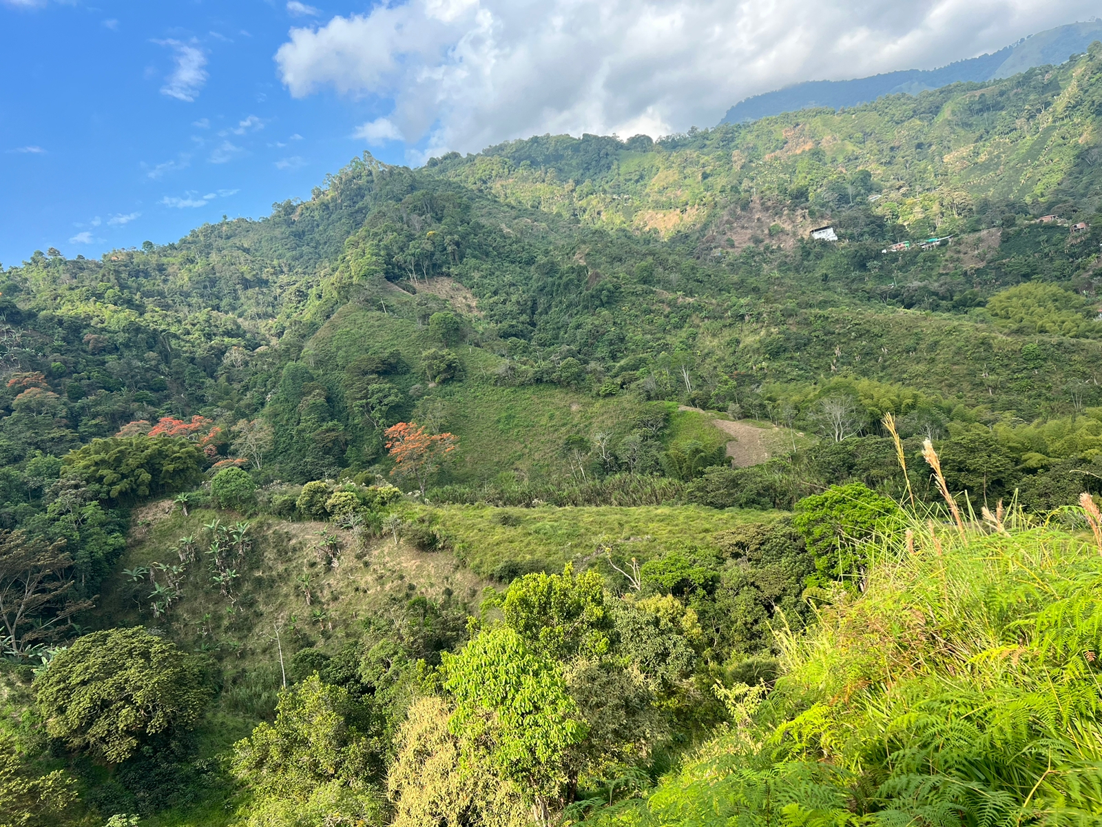 Finca Guayabal