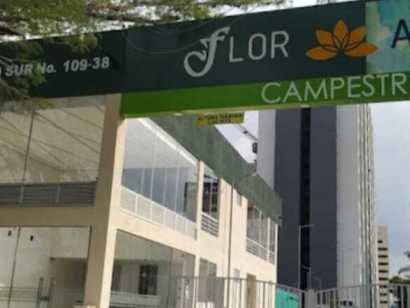 Flor Alba Campestre 